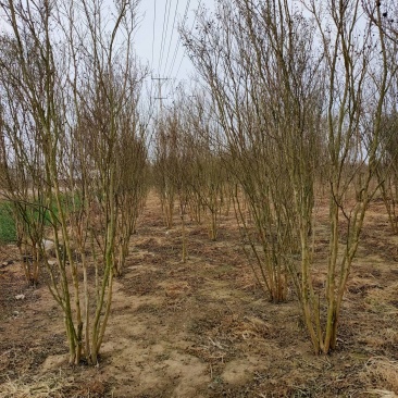 丛生紫薇基地，色泽鲜艳，植株健壮，各种规格齐全