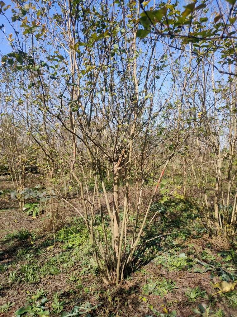 丛生紫薇基地，色泽鲜艳，植株健壮，各种规格齐全