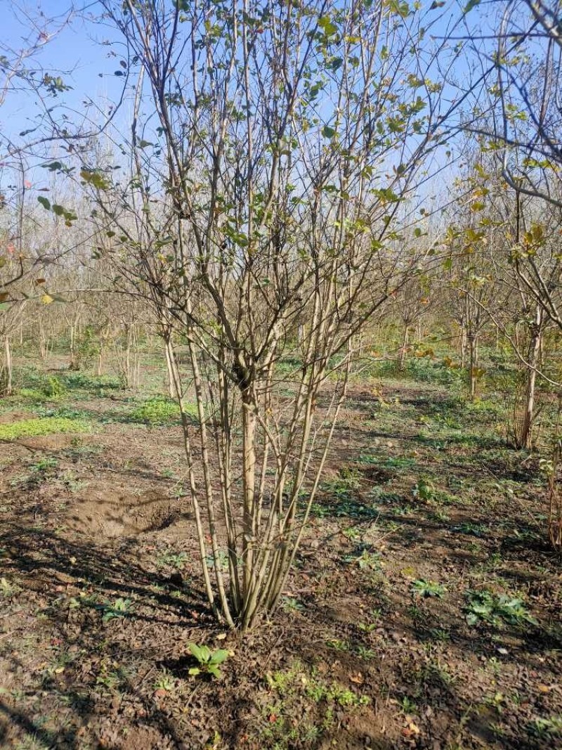 丛生紫薇基地，色泽鲜艳，植株健壮，各种规格齐全