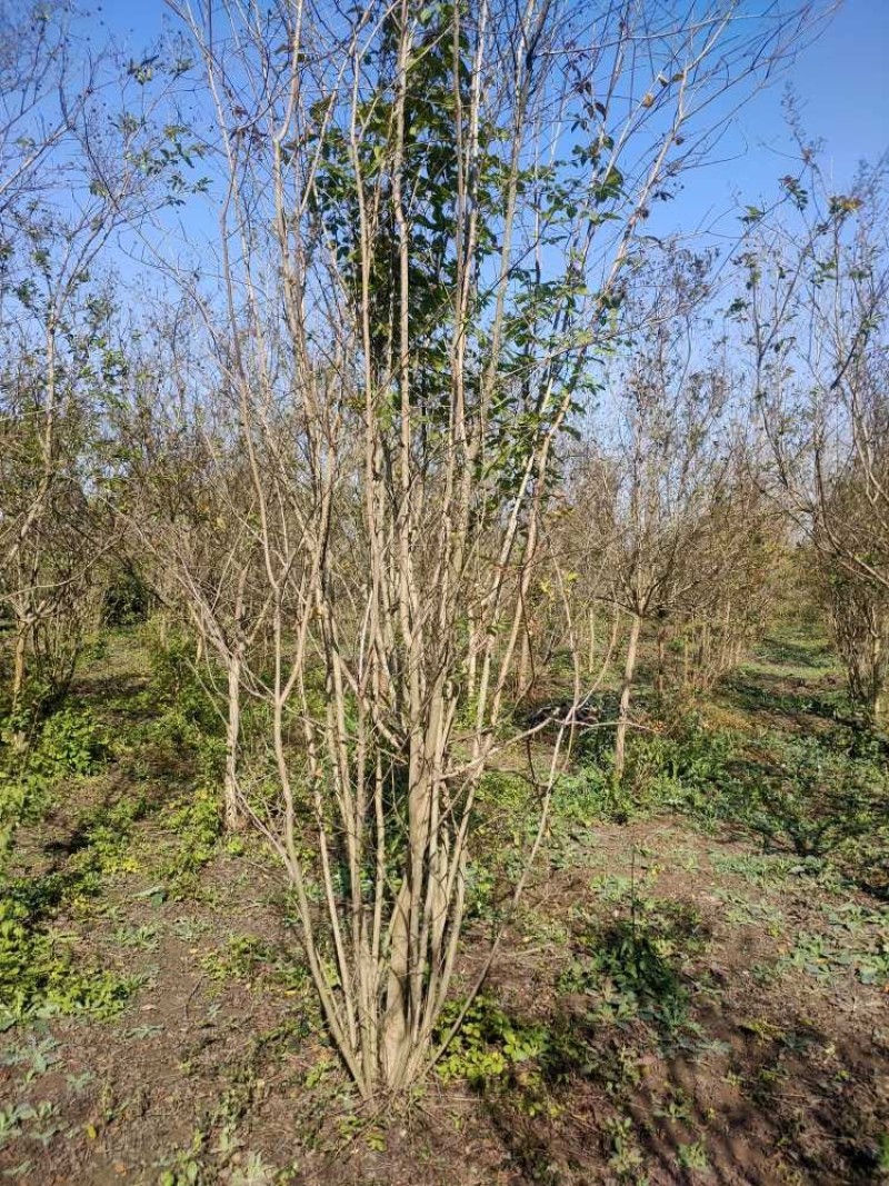 丛生紫薇基地，色泽鲜艳，植株健壮，各种规格齐全