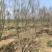 丛生紫薇基地，色泽鲜艳，植株健壮，各种规格齐全