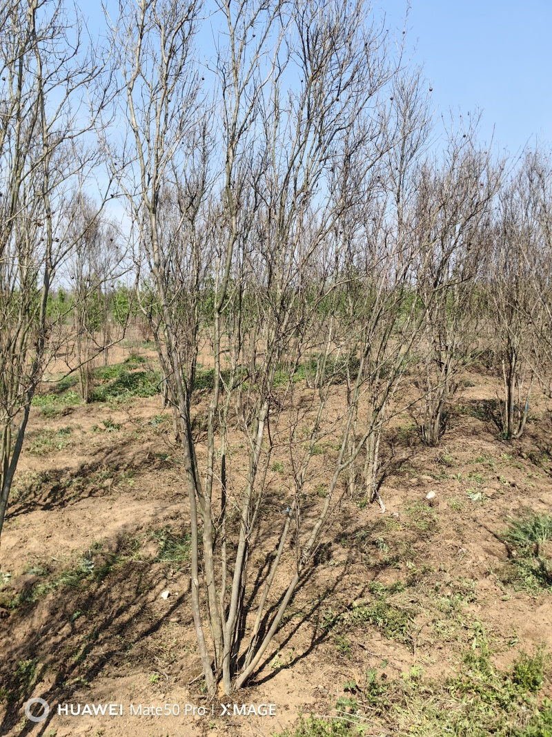 丛生紫薇基地，色泽鲜艳，植株健壮，各种规格齐全