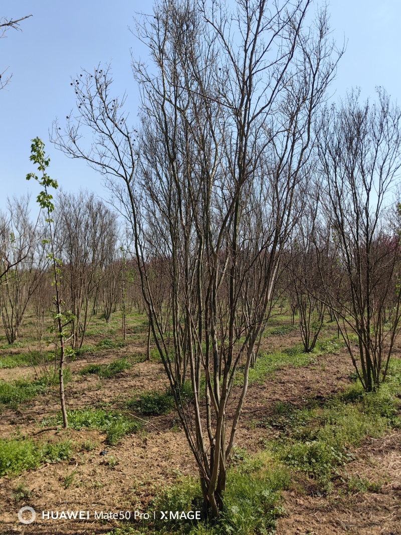 丛生紫薇基地，色泽鲜艳，植株健壮，各种规格齐全