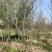 丛生紫薇基地，色泽鲜艳，植株健壮，各种规格齐全