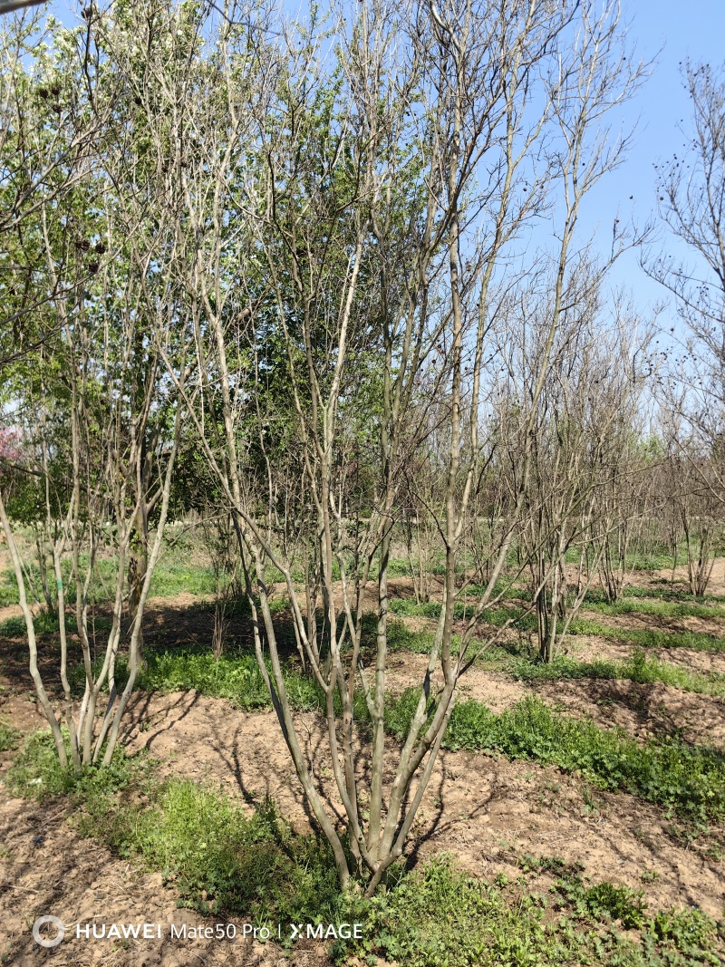 丛生紫薇基地，色泽鲜艳，植株健壮，各种规格齐全