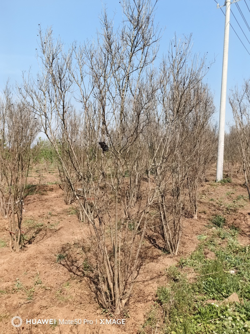 丛生紫薇基地，色泽鲜艳，植株健壮，各种规格齐全
