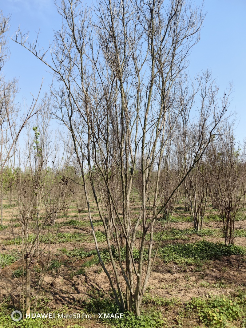 丛生紫薇基地，色泽鲜艳，植株健壮，各种规格齐全