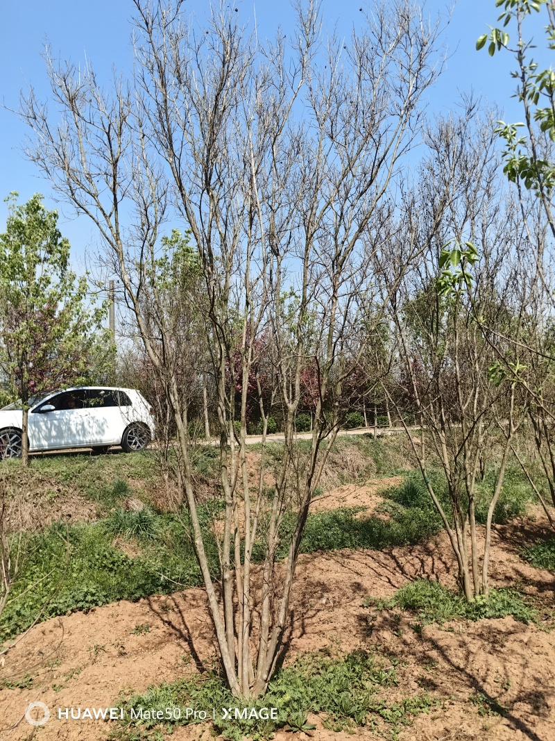 丛生紫薇基地，色泽鲜艳，植株健壮，各种规格齐全