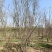 丛生紫薇基地，色泽鲜艳，植株健壮，各种规格齐全
