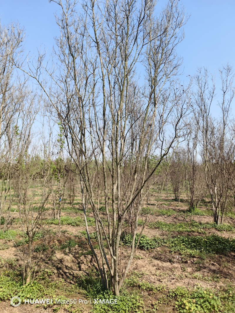 丛生紫薇基地，色泽鲜艳，植株健壮，各种规格齐全