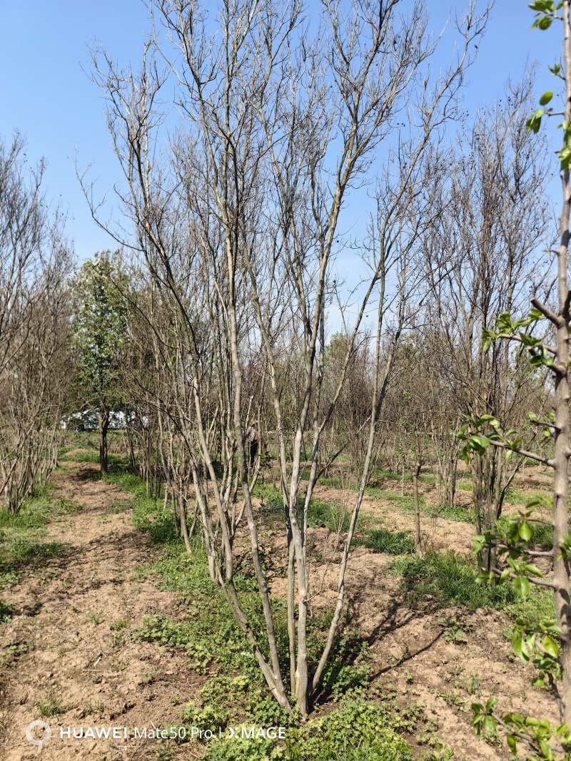 丛生紫薇基地，色泽鲜艳，植株健壮，各种规格齐全