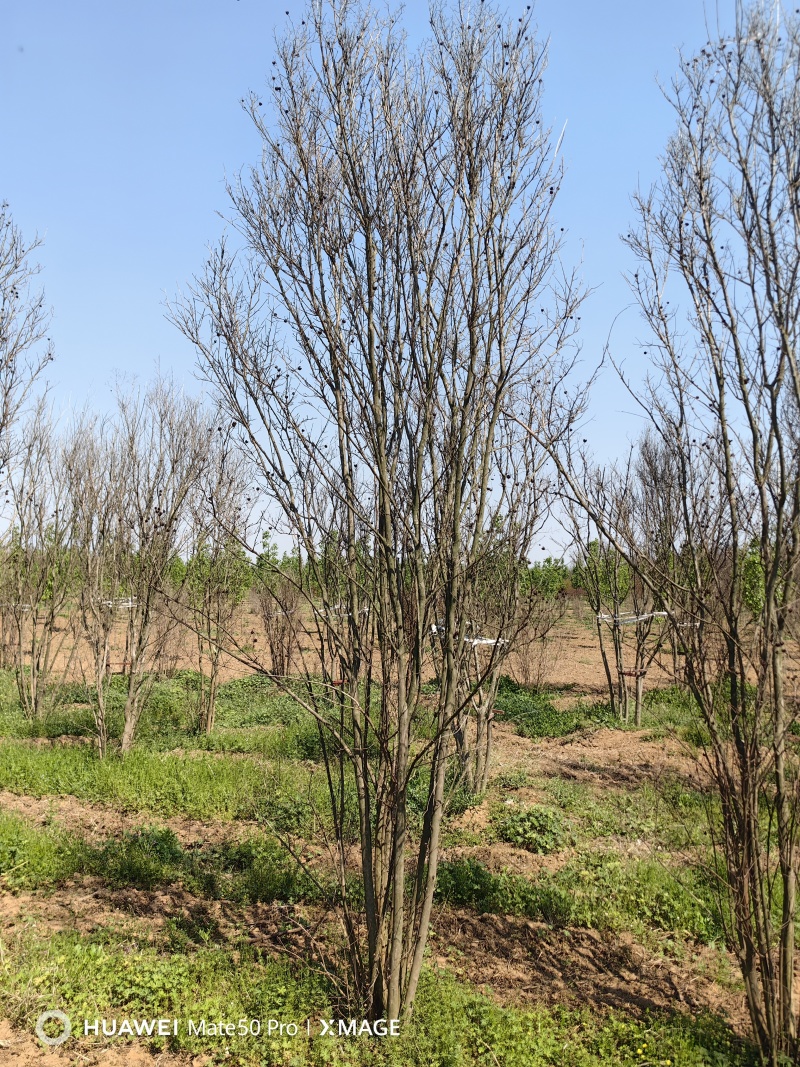 丛生紫薇基地，色泽鲜艳，植株健壮，各种规格齐全