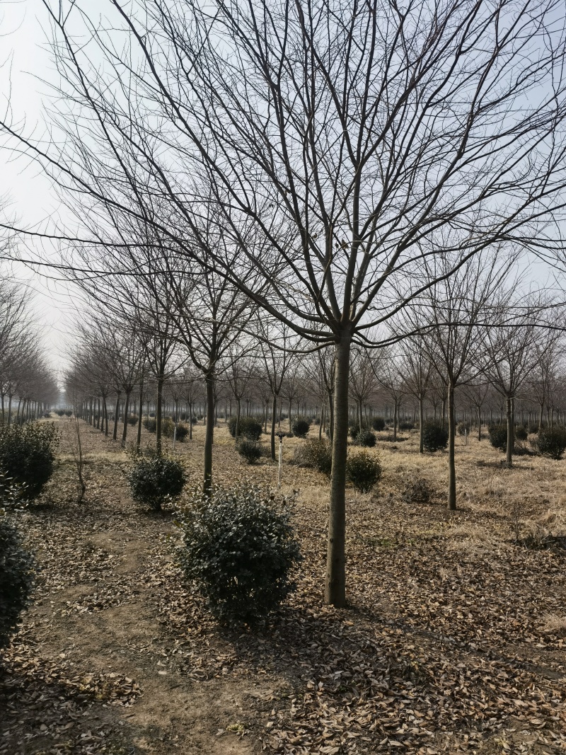 榉树基地，色泽鲜艳，植株健壮，各种规格齐全