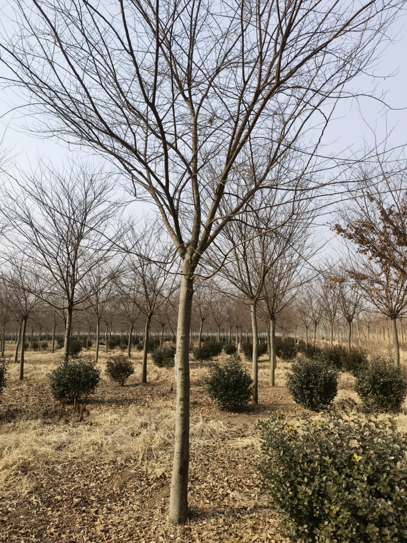 榉树基地，色泽鲜艳，植株健壮，各种规格齐全