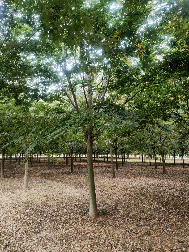 榉树基地，色泽鲜艳，植株健壮，各种规格齐全