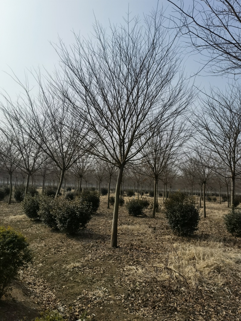 榉树基地，色泽鲜艳，植株健壮，各种规格齐全