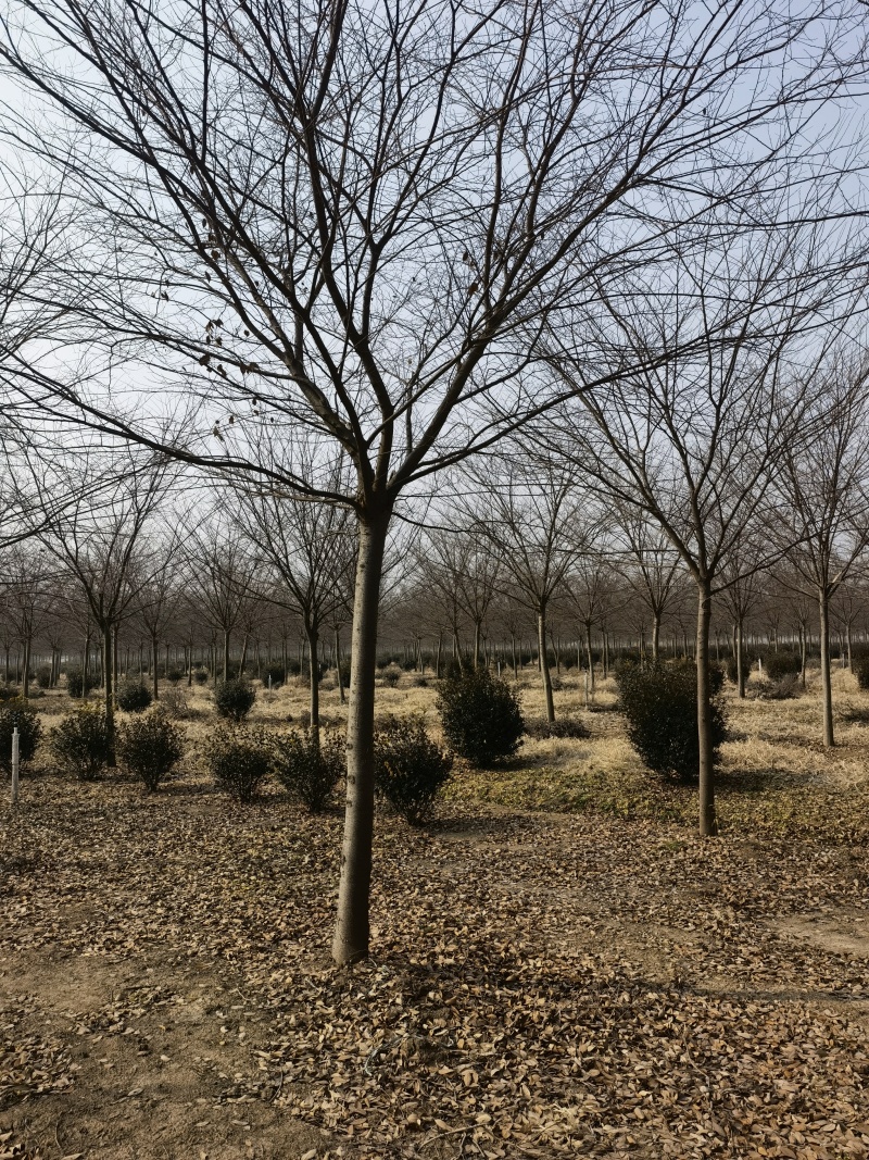 榉树基地，色泽鲜艳，植株健壮，各种规格齐全