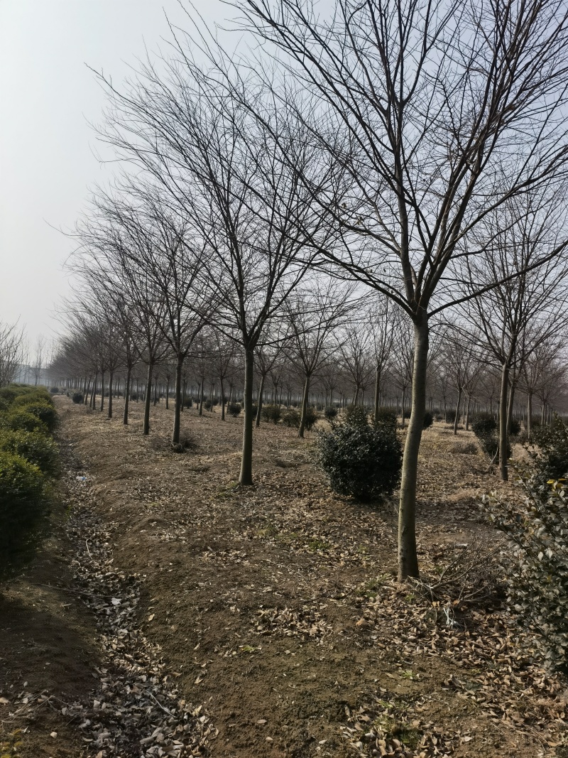 榉树基地，色泽鲜艳，植株健壮，各种规格齐全