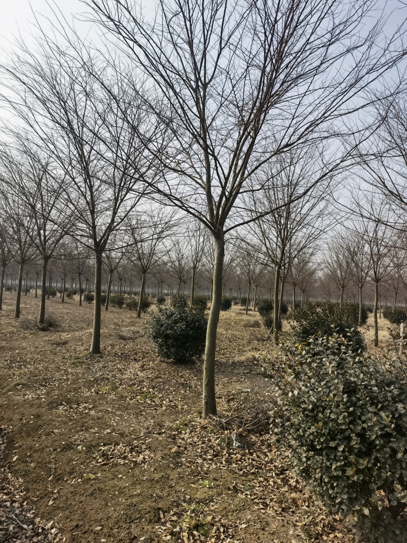 榉树基地，色泽鲜艳，植株健壮，各种规格齐全