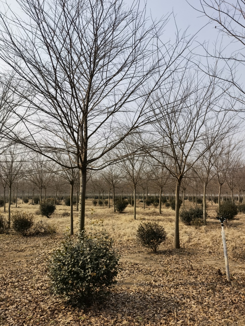 榉树基地，色泽鲜艳，植株健壮，各种规格齐全