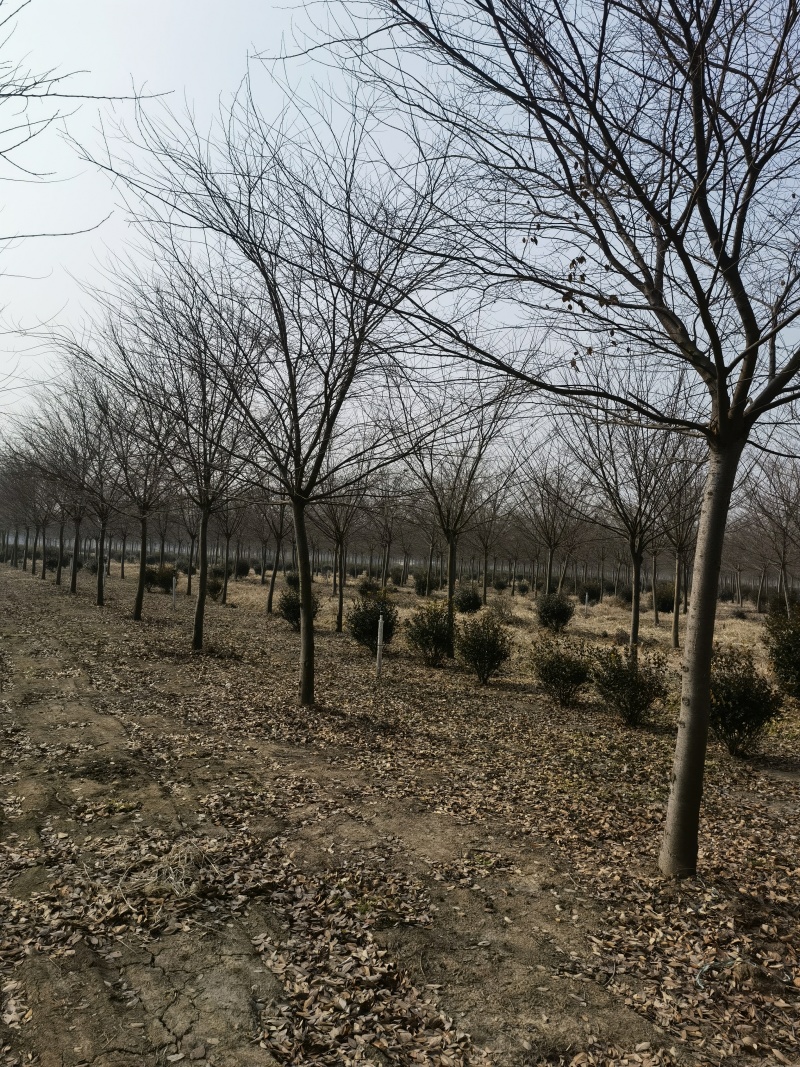 榉树基地，色泽鲜艳，植株健壮，各种规格齐全