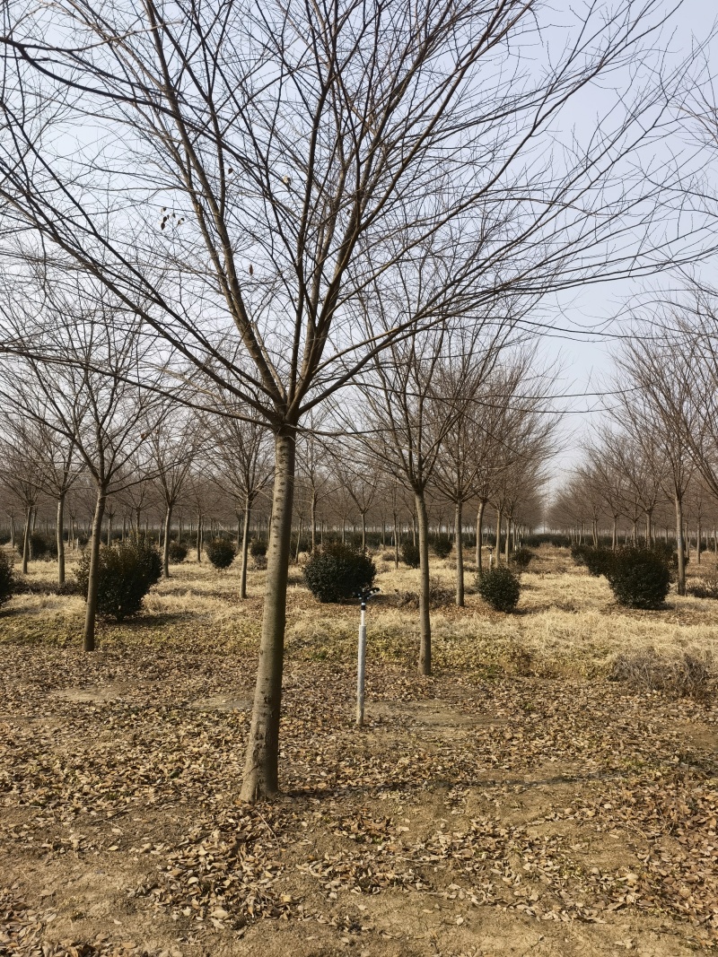 榉树基地，色泽鲜艳，植株健壮，各种规格齐全
