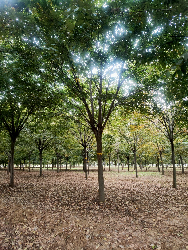 榉树基地，色泽鲜艳，植株健壮，各种规格齐全