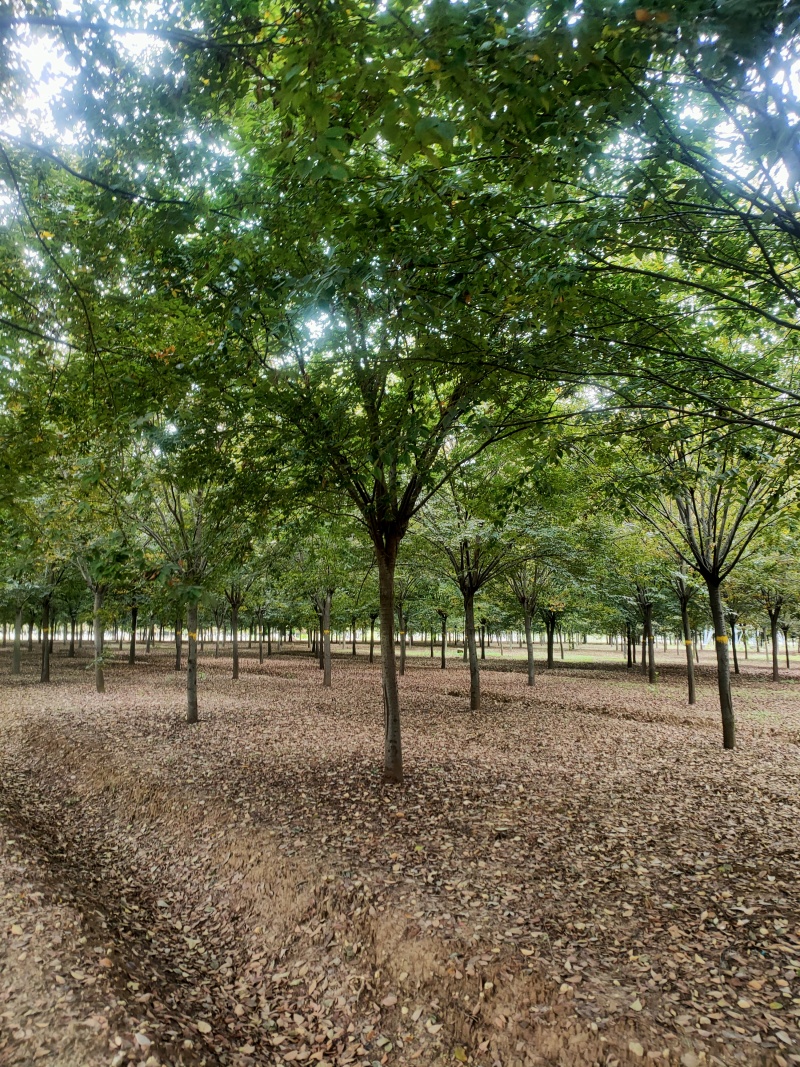 榉树基地，色泽鲜艳，植株健壮，各种规格齐全