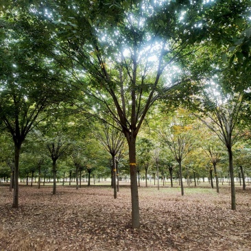 榉树基地，色泽鲜艳，植株健壮，各种规格齐全