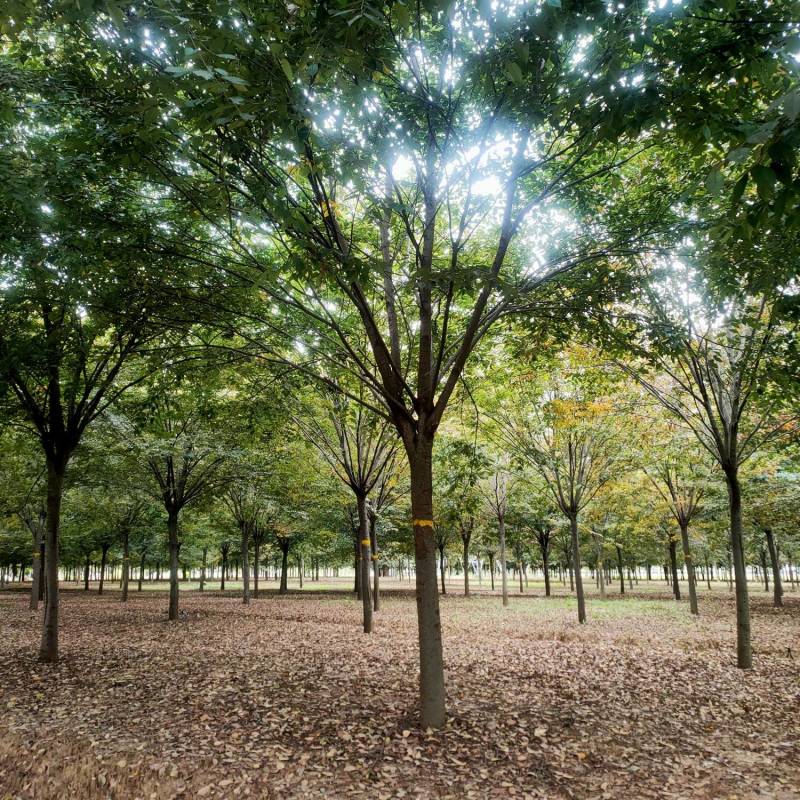 榉树基地，色泽鲜艳，植株健壮，各种规格齐全