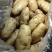 优质荷兰十五黄皮黄肉土豆大量供应