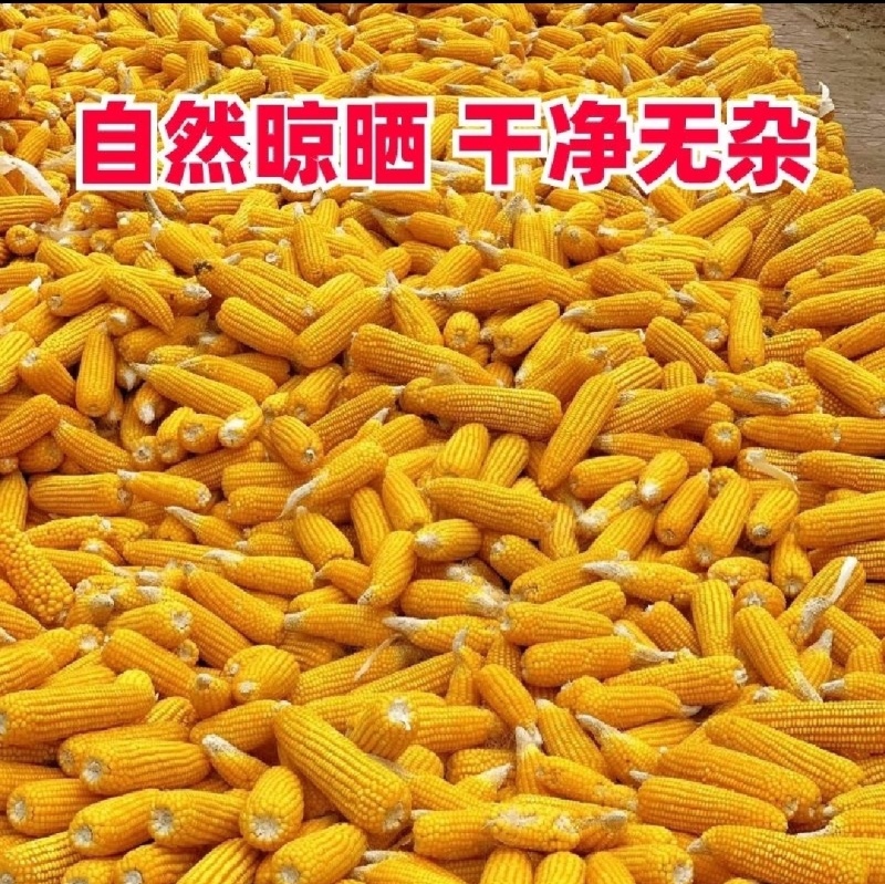 玉米，干玉米粒。袋装散装容重720以上。净粮无霉变。水分