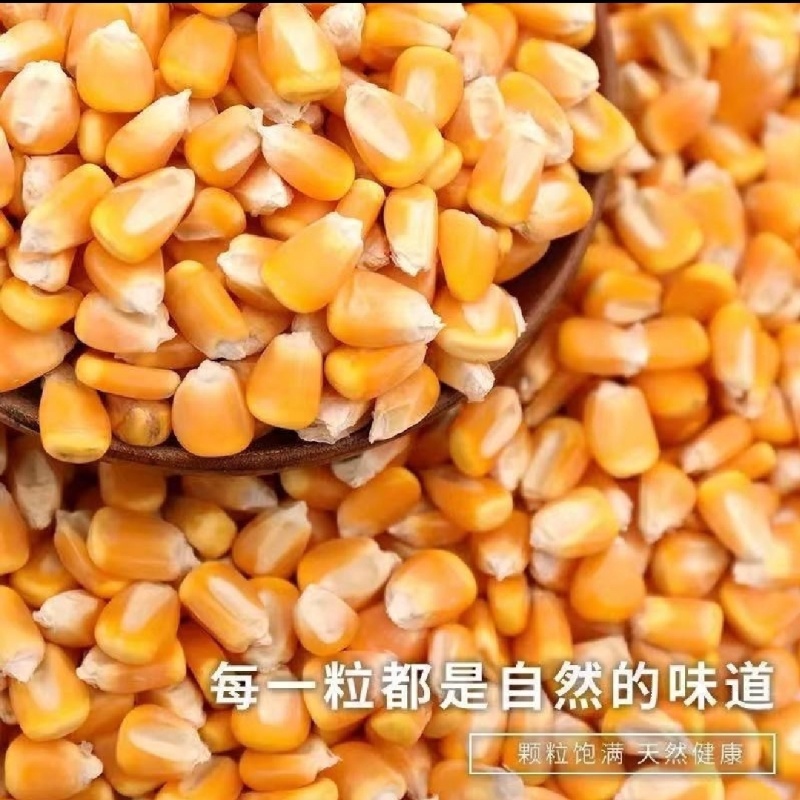 玉米，干玉米粒。袋装散装容重720以上。净粮无霉变。水分