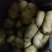 优质荷兰十五黄皮黄肉土豆大量供应