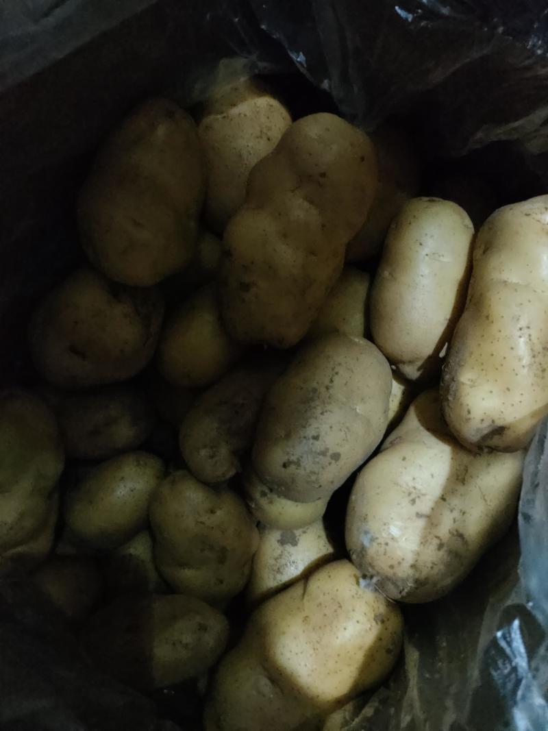 优质荷兰十五黄皮黄肉土豆大量供应