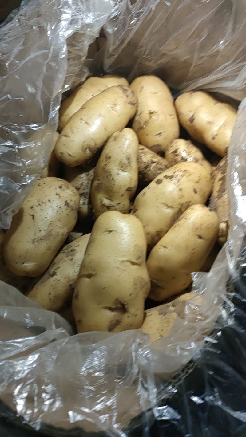 优质荷兰十五黄皮黄肉土豆大量供应