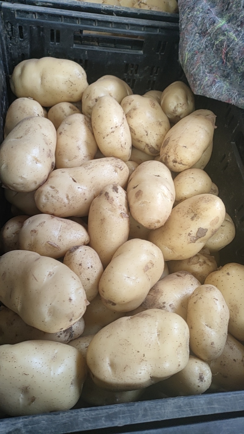 优质荷兰十五黄皮黄肉土豆大量供应