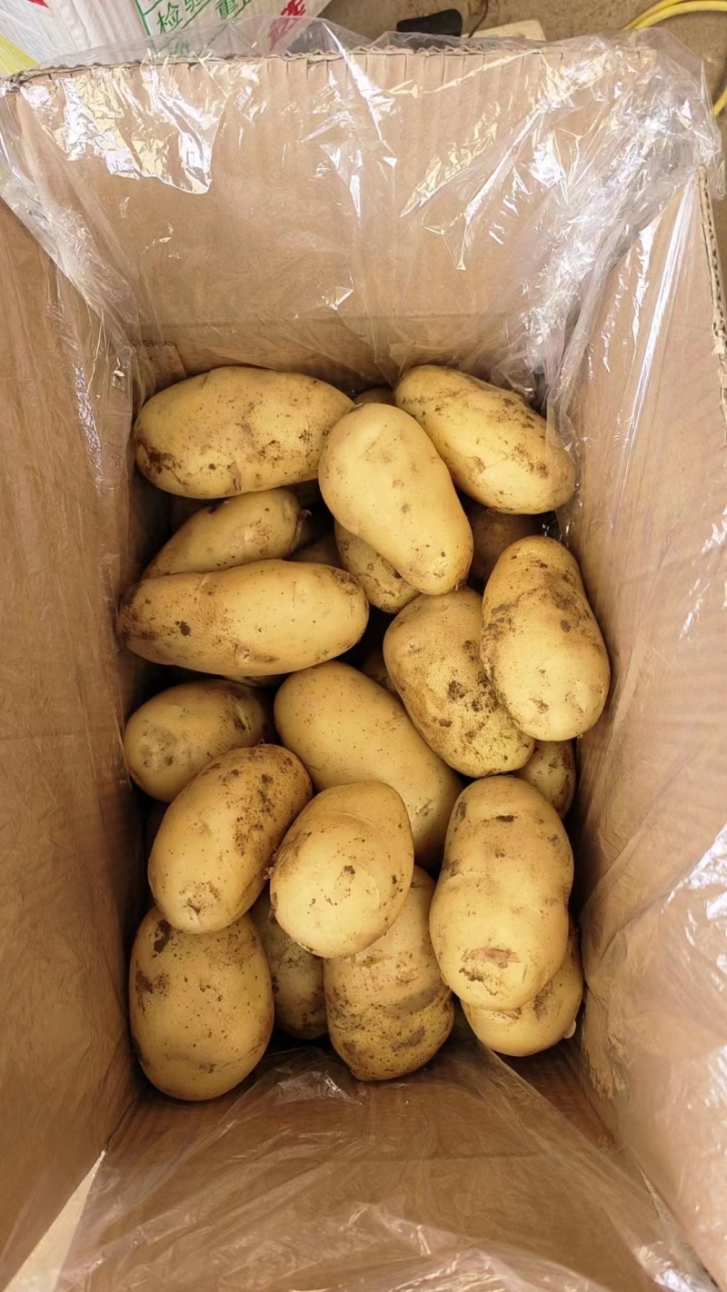 优质荷兰十五黄皮黄肉土豆大量供应