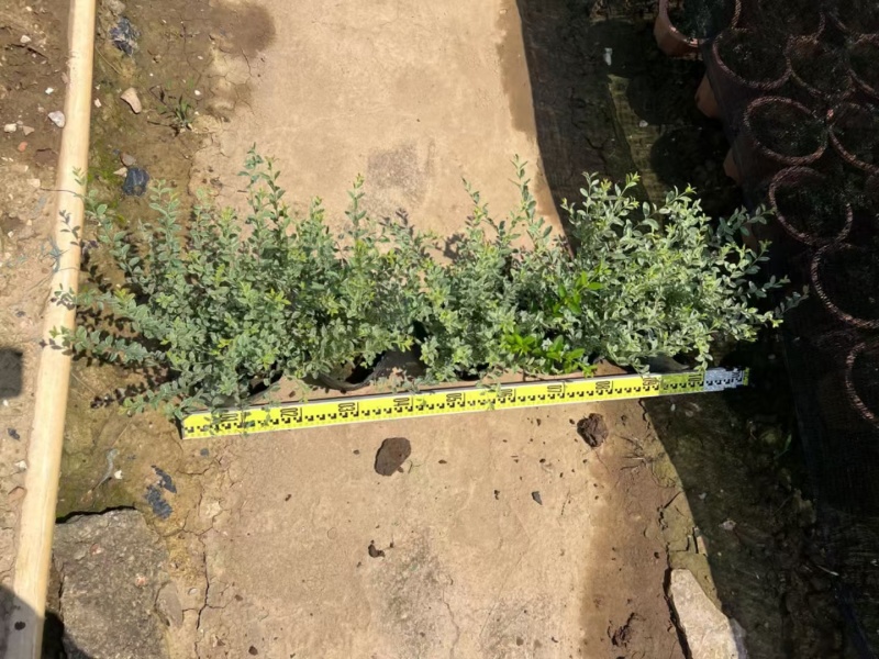 银姬小腊基地，杯苗地苗，色泽鲜艳，植株健壮，各种规格齐全