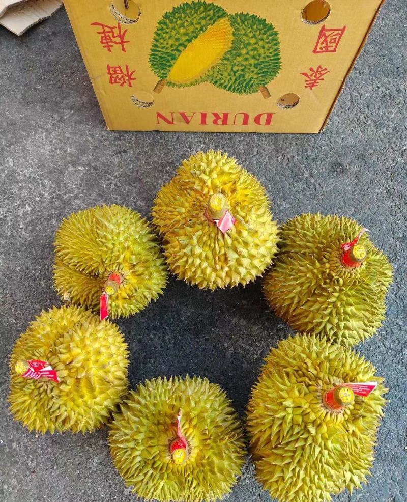 金枕榴莲一手货源批发市场，a果保5房，坏果包赔，货到付款