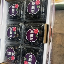 马关红果参，蜘蛛果，算盘果