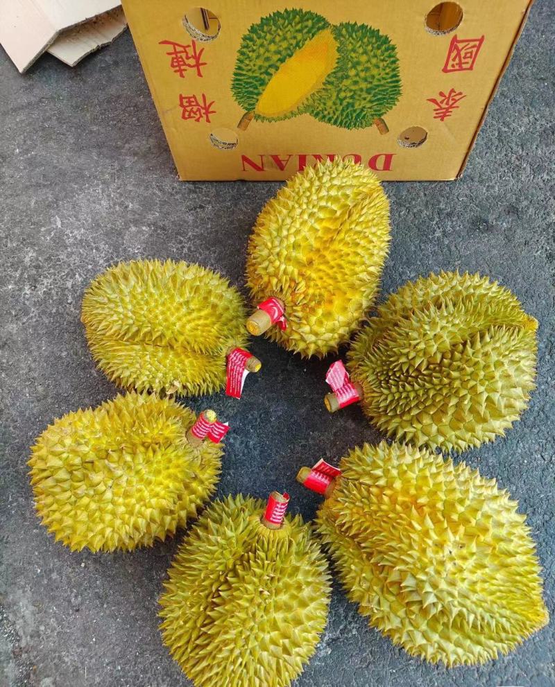金枕榴莲一手货源批发市场，a果保5房，坏果包赔，货到付款