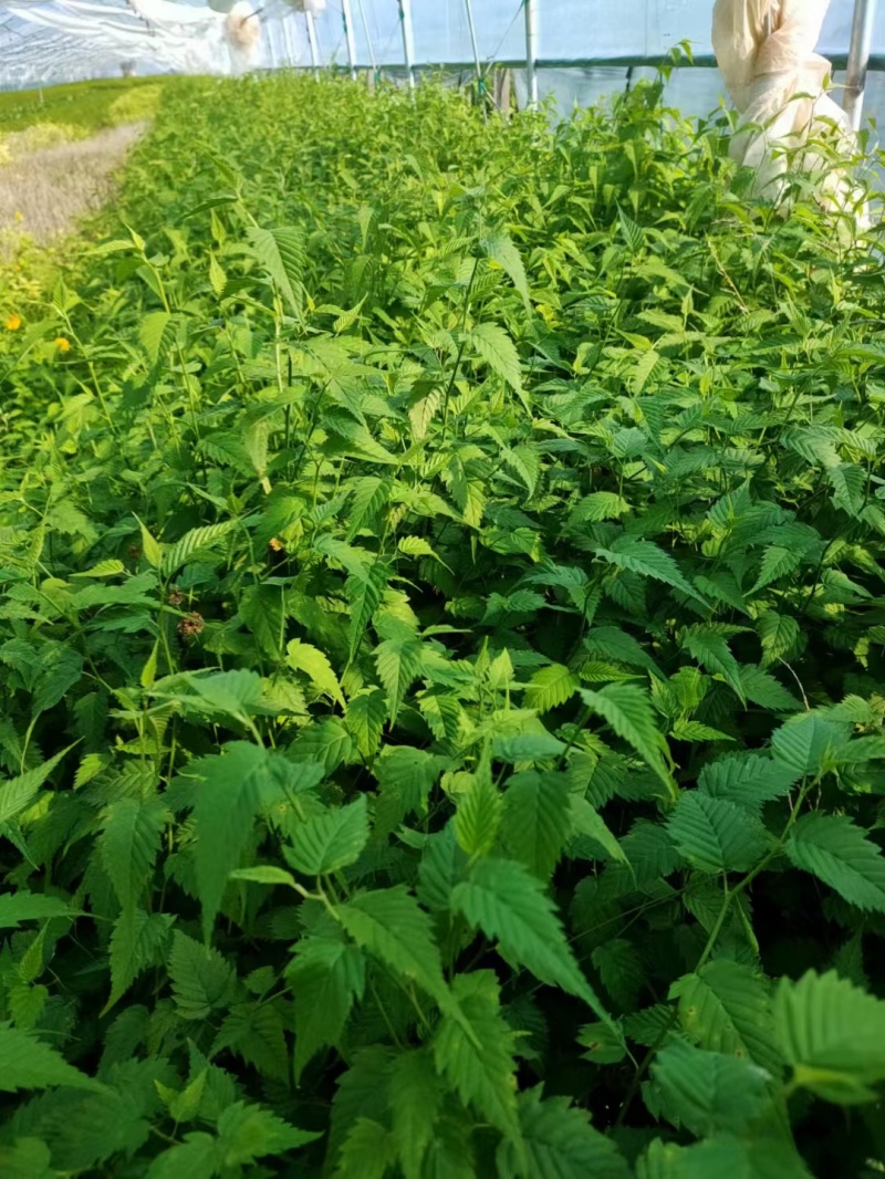 棣棠基地，杯苗地苗，色泽鲜艳，植株健壮，各种规格齐全