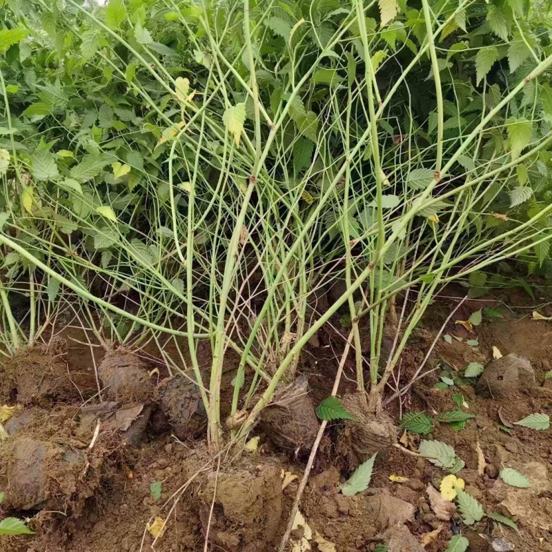 棣棠基地，杯苗地苗，色泽鲜艳，植株健壮，各种规格齐全