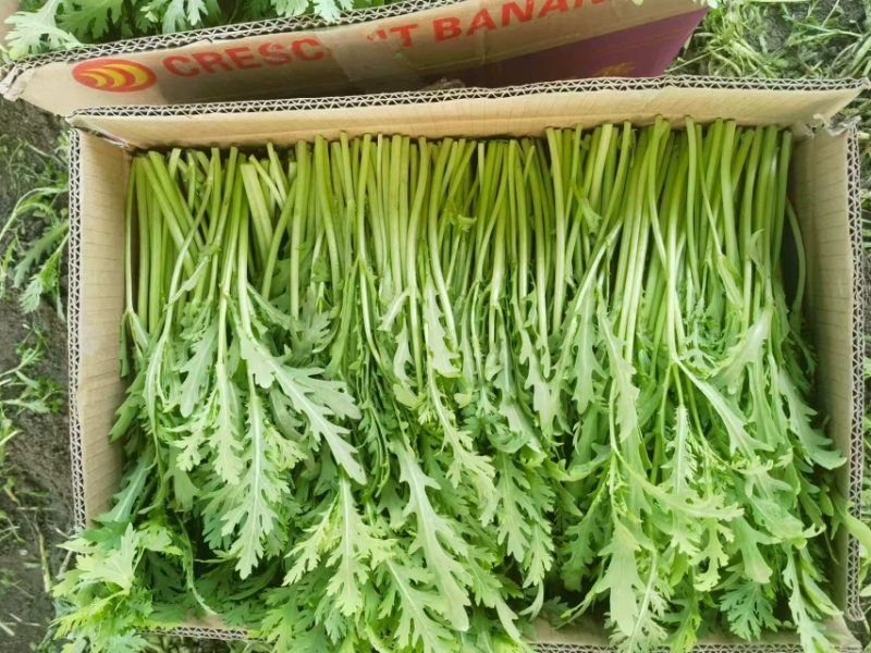 茼蒿