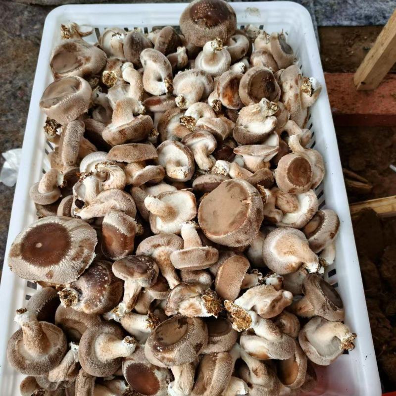 鲜香菇，每天4千斤