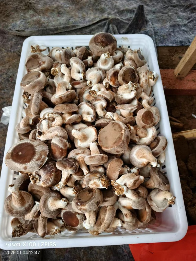 鲜香菇，每天4千斤