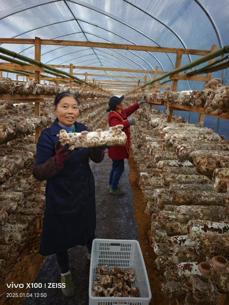 鲜香菇，每天4千斤