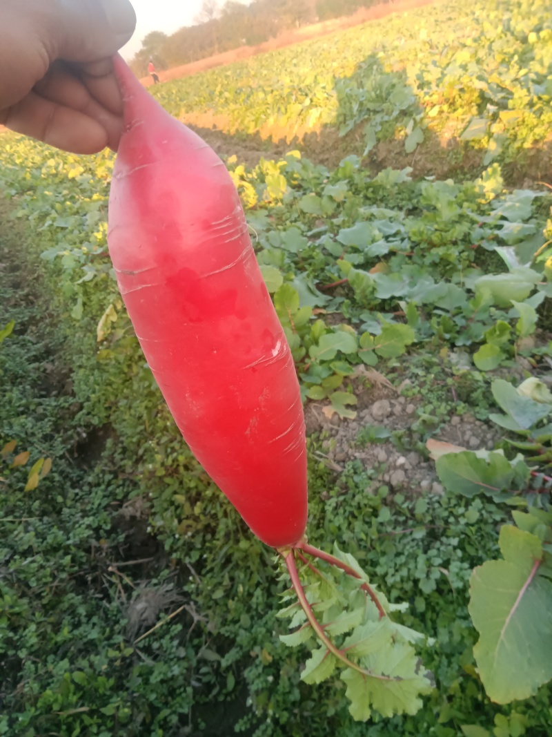 红皮萝卜