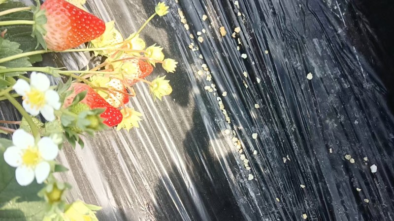 草莓批发
